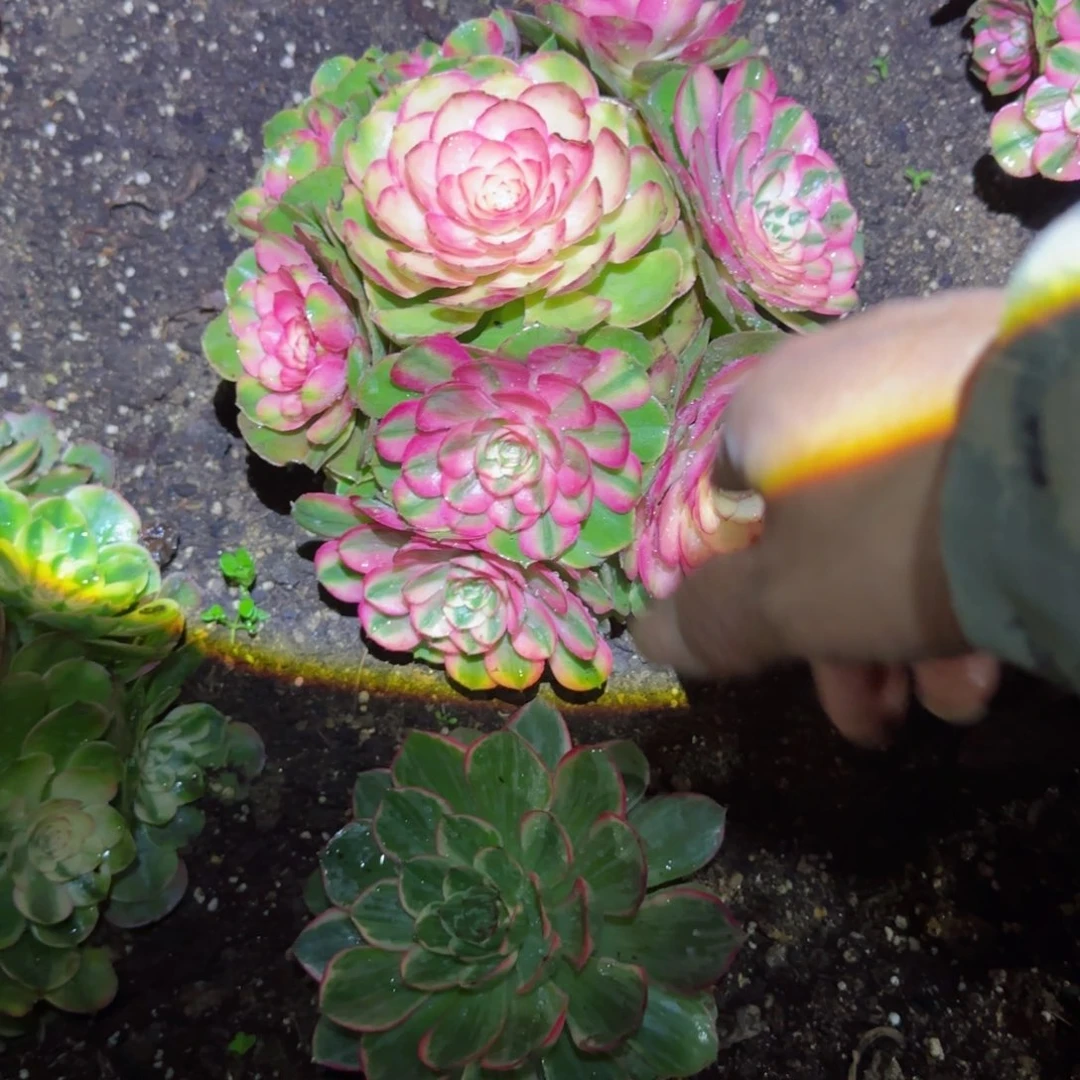 荔枝法师多肉P00000