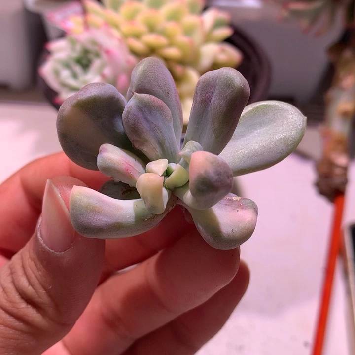 丘比特锦锦有石化