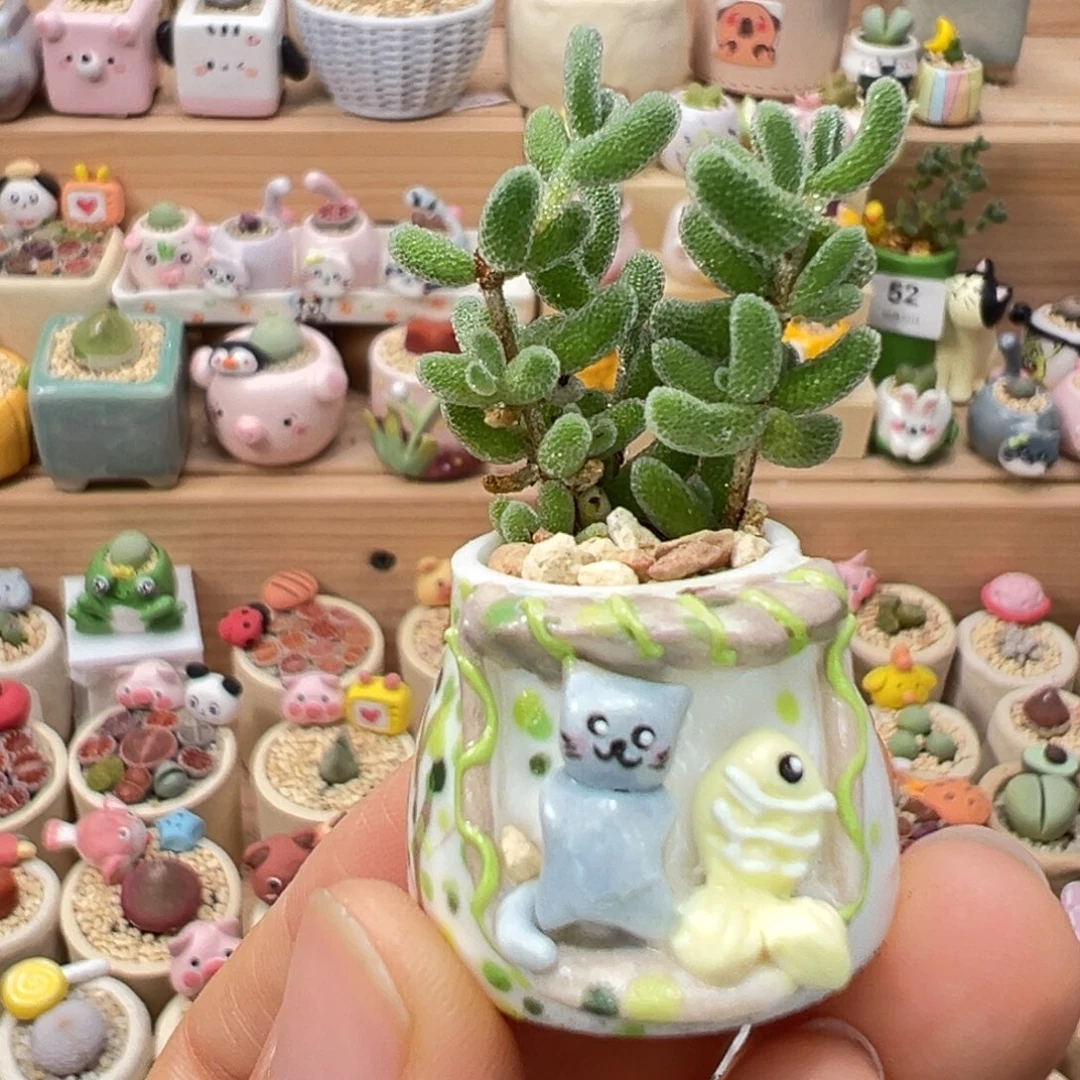 多肉植物89号枝干