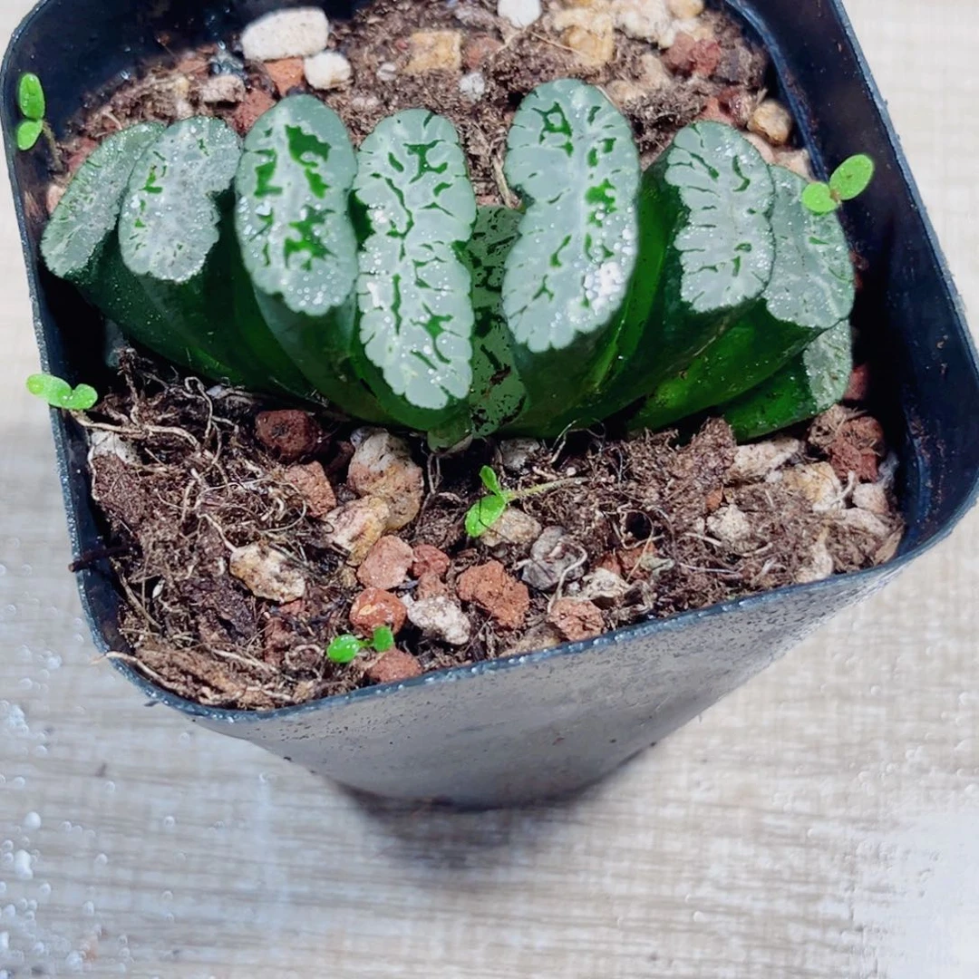 玄武玉扇多肉植物6666