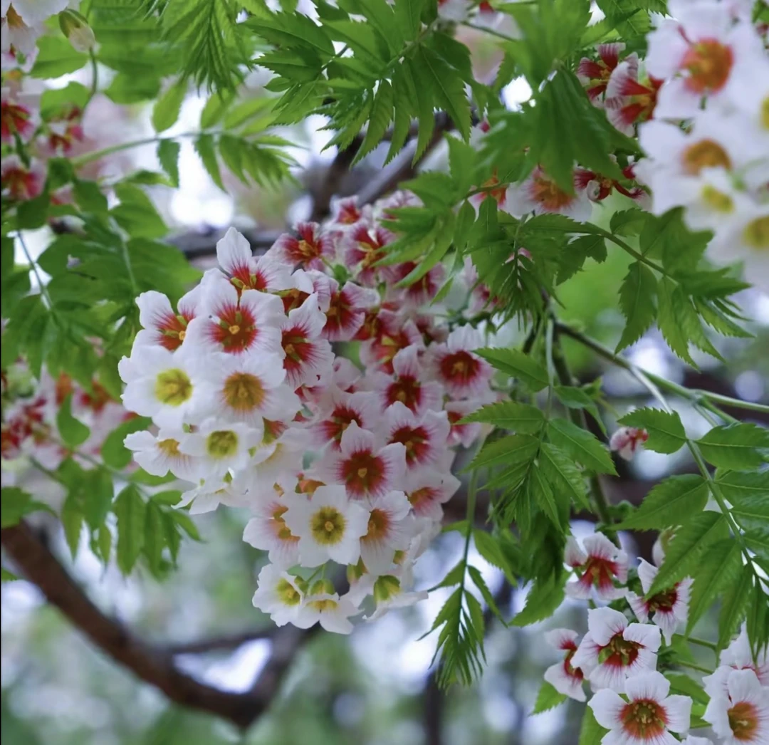 【文冠花种子】桔梗花四季易种阳台庭院盆栽地栽南北方四季种植