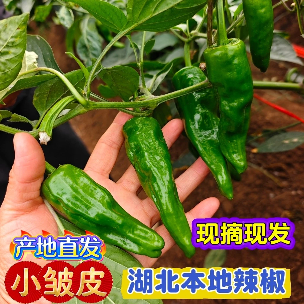 辣椒新鲜青辣小皱皮中辣椒现摘薄皮青椒当季新鲜采摘辣椒新鲜蔬菜