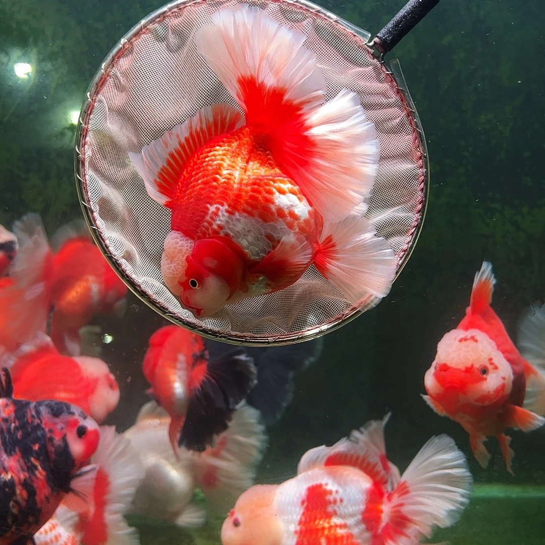 金鱼百褶泰狮冷水金鱼