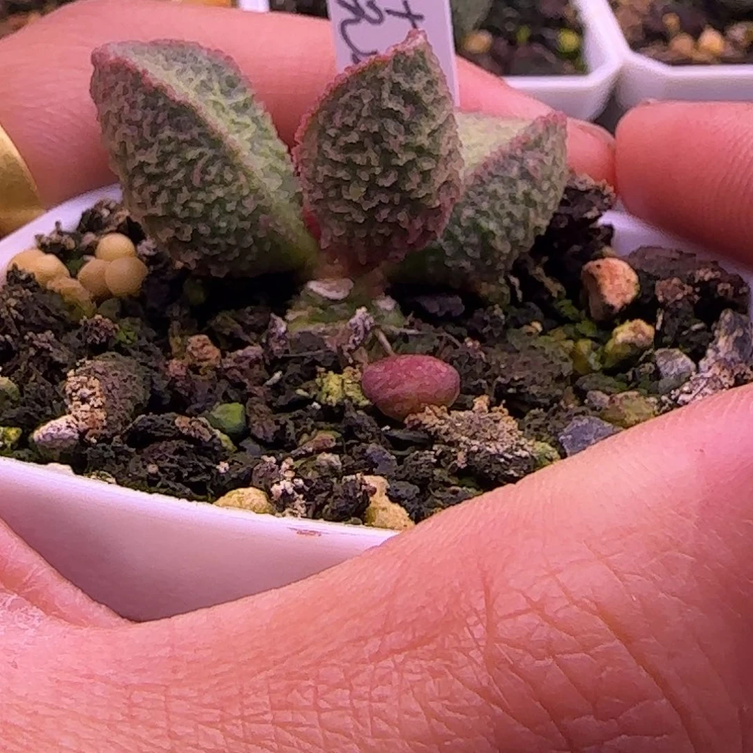 专拍，一物一拍1111