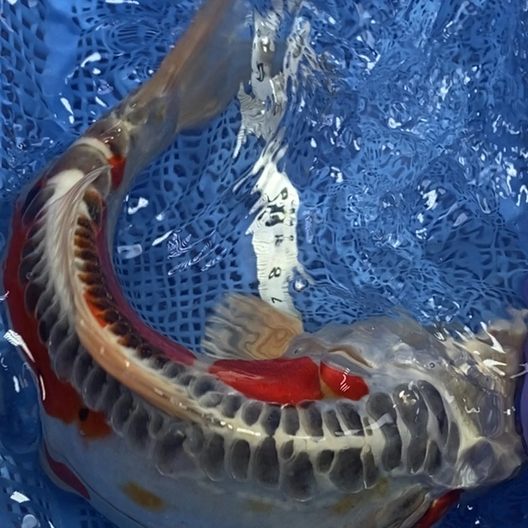 锦鲤冷水锦鲤包邮