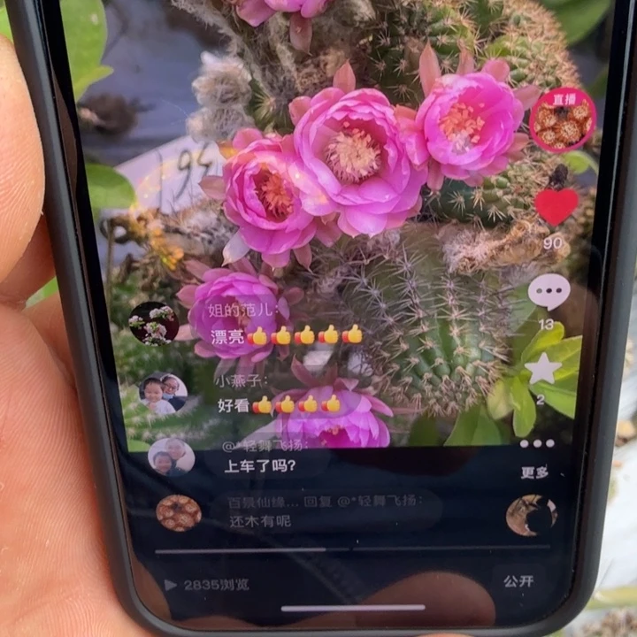 矮胖白檀361侧芽一个