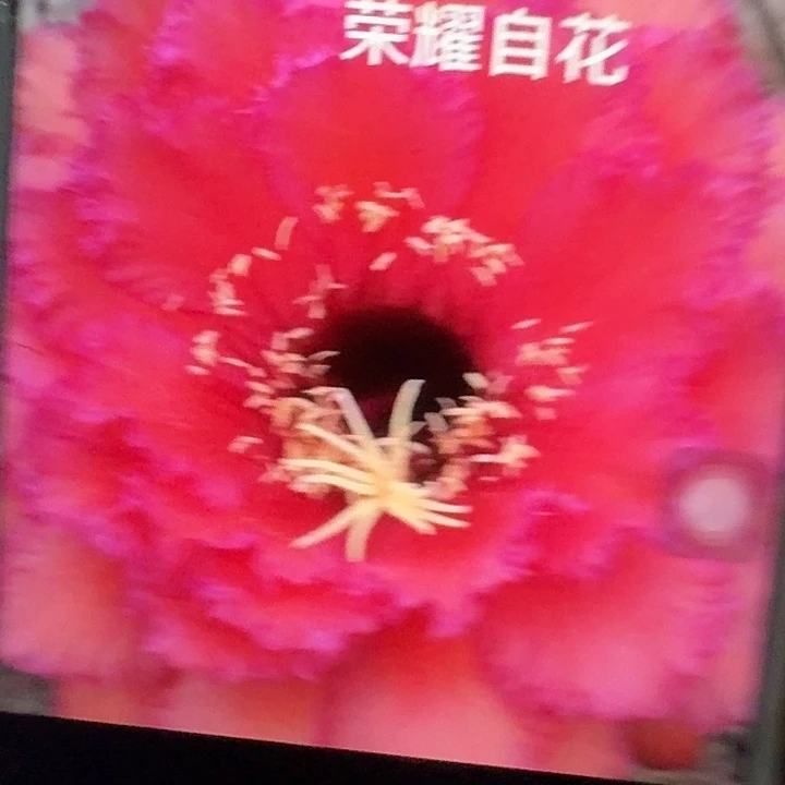 荣耀自花侧芽5公分毛花柱