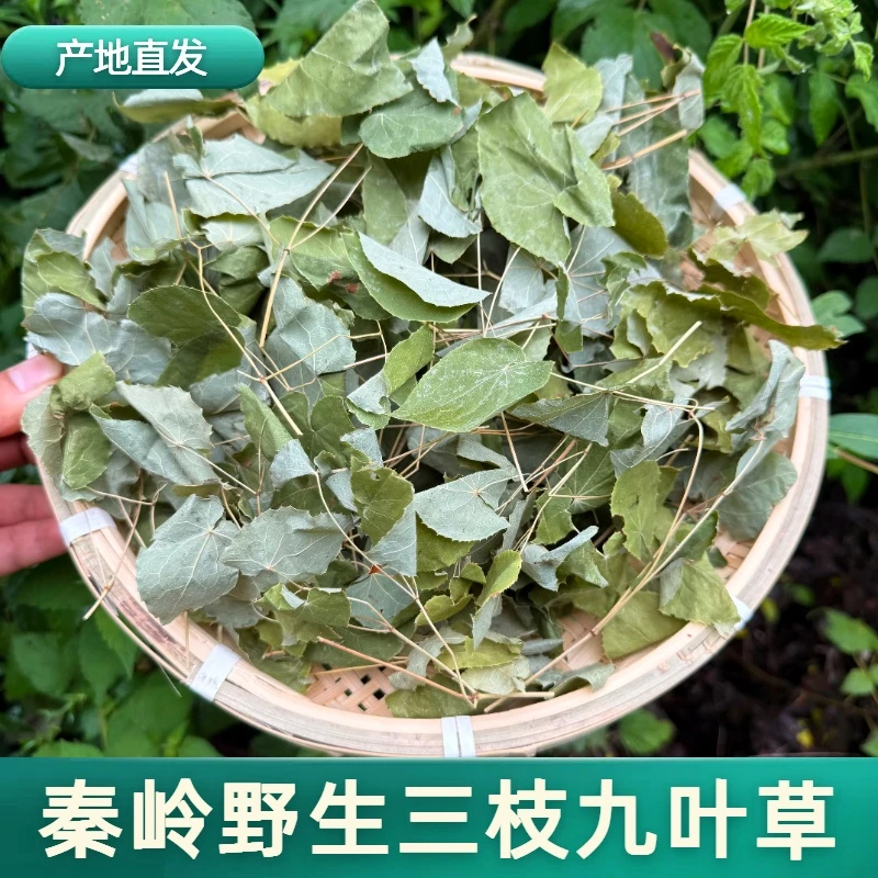 秦岭淫羊藿叶子三枝九叶草整枝中药材可泡水泡酒