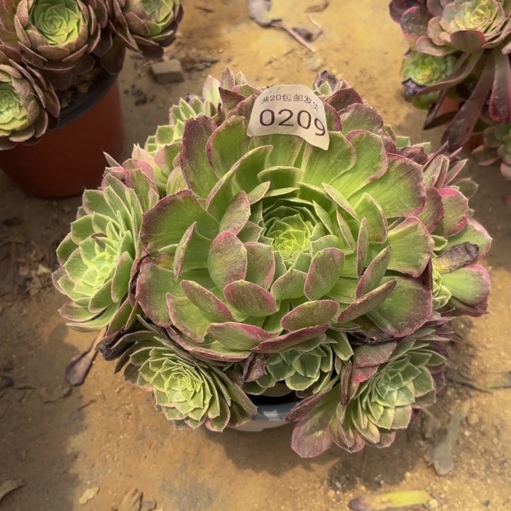 海王多肉处理不包断头0209