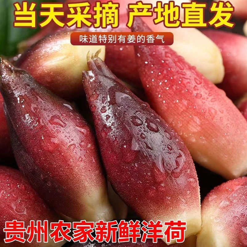 新鲜洋荷贵州藿阳合洋鲜阳荷洋荷姜农家洋火姜阳荷批发洋霍阳禾笋