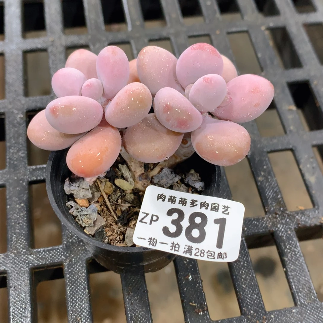 肉萌萌拇指盆精控多肉ZP381