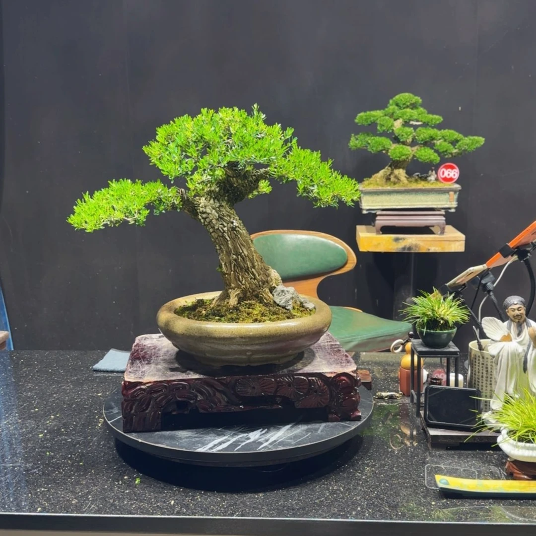 无花朵黄杨室内室外盆景艺术