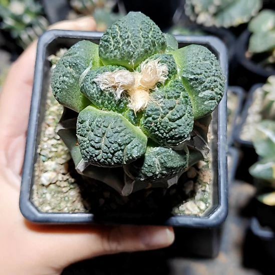 大大连山牡丹苗接894