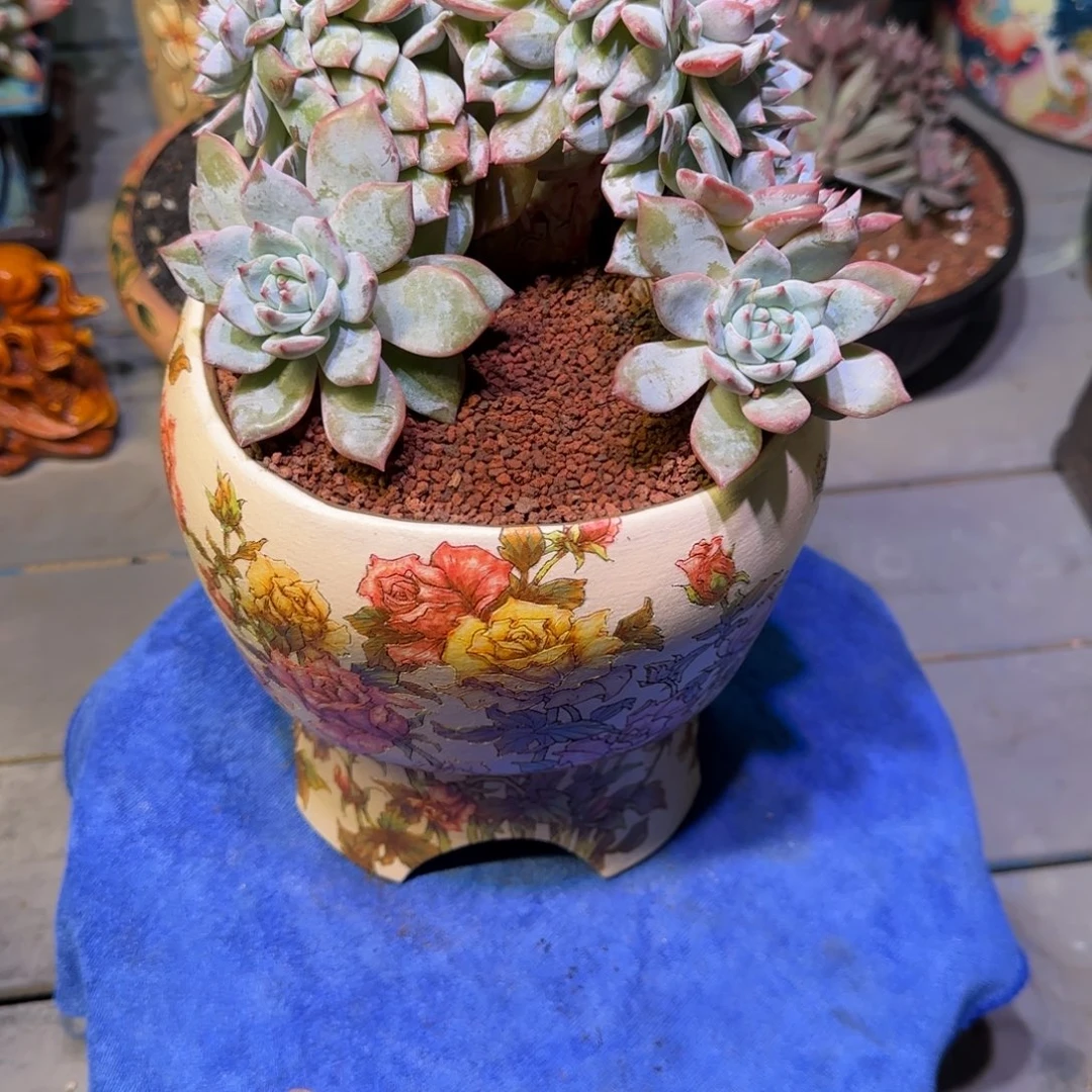 粉蓝鸟缀化多肉植物一物一拍