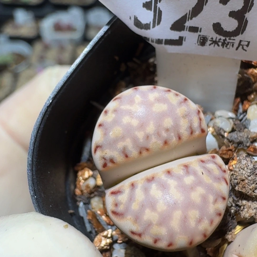 Zzzzzz精品生石花323