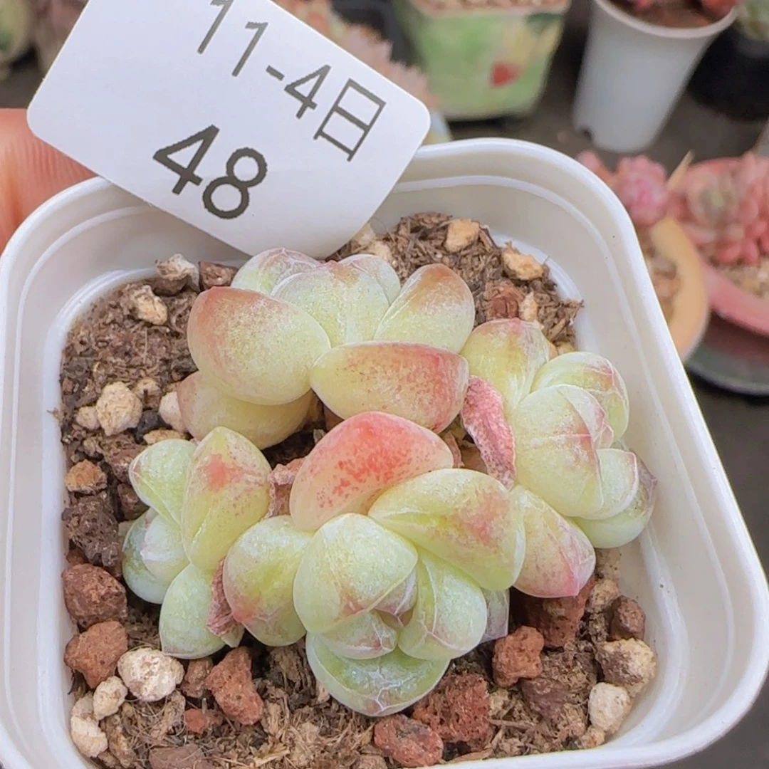 四头小脸糖心冰玉