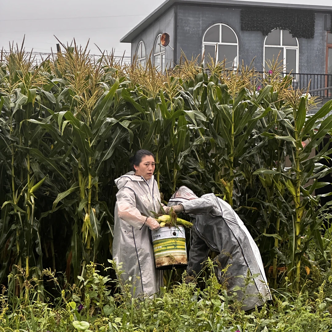 东北小园甜糯黏苞米，0农药0化肥0除草剂，老少皆宜哈尔滨发货