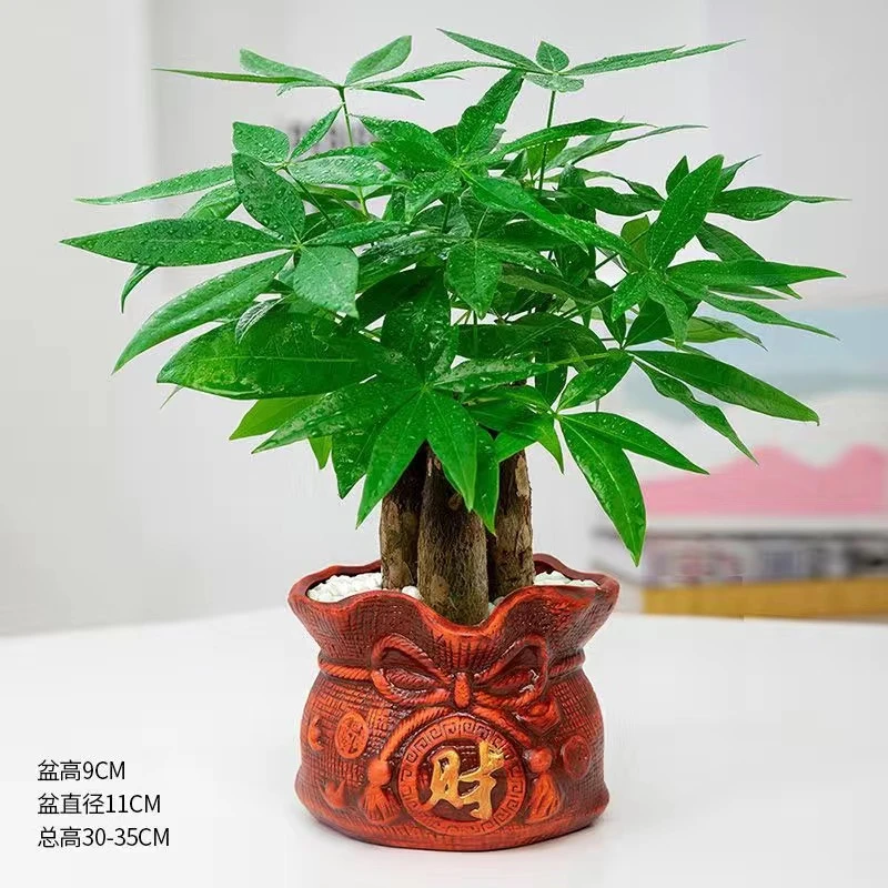 四季常青懒人水培发财树盆栽室内绿植桌面养活招财植物