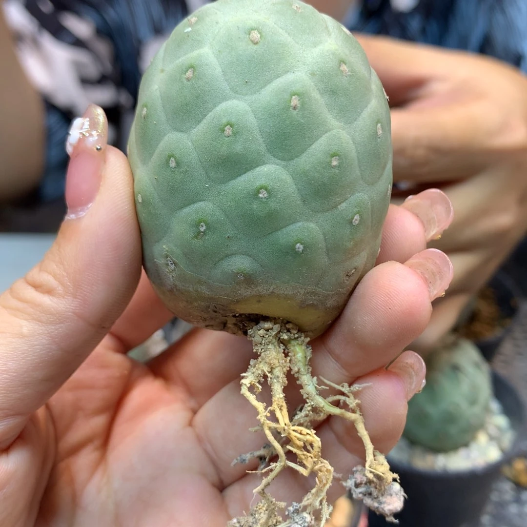 自根 大型习志野 3.5公分起发