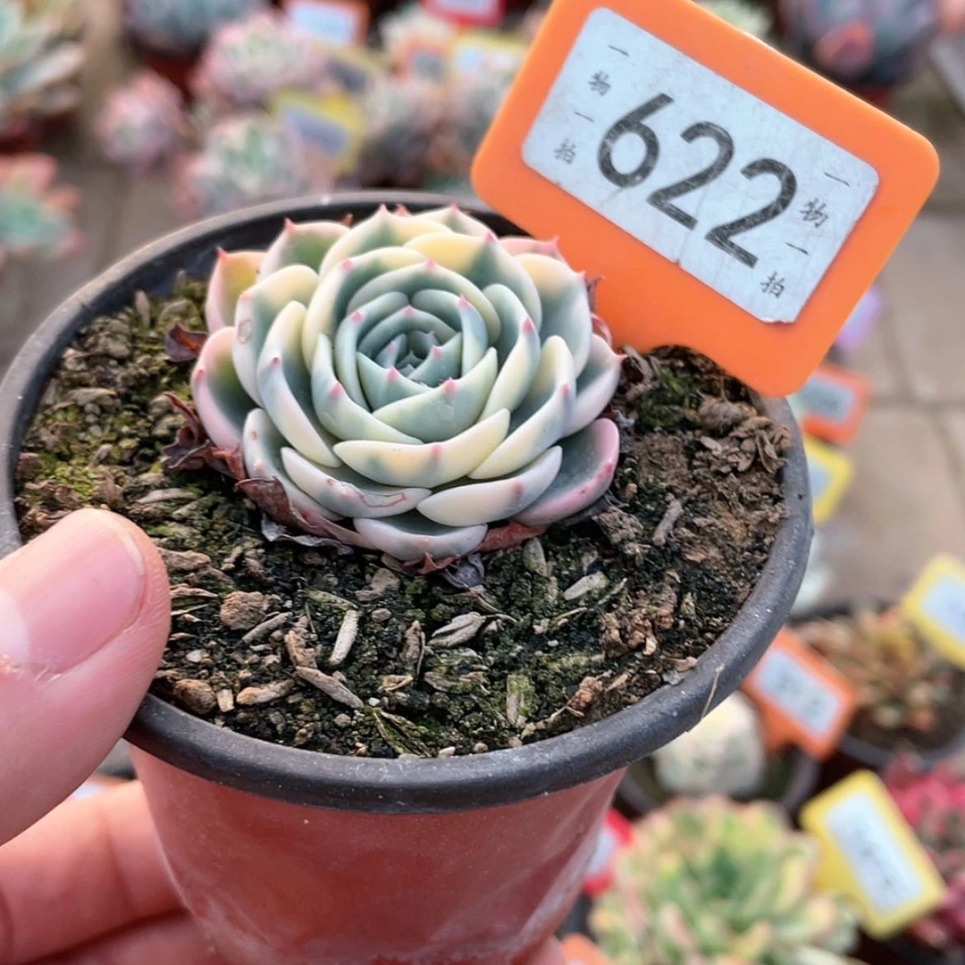 【闪购商品】就**从622号