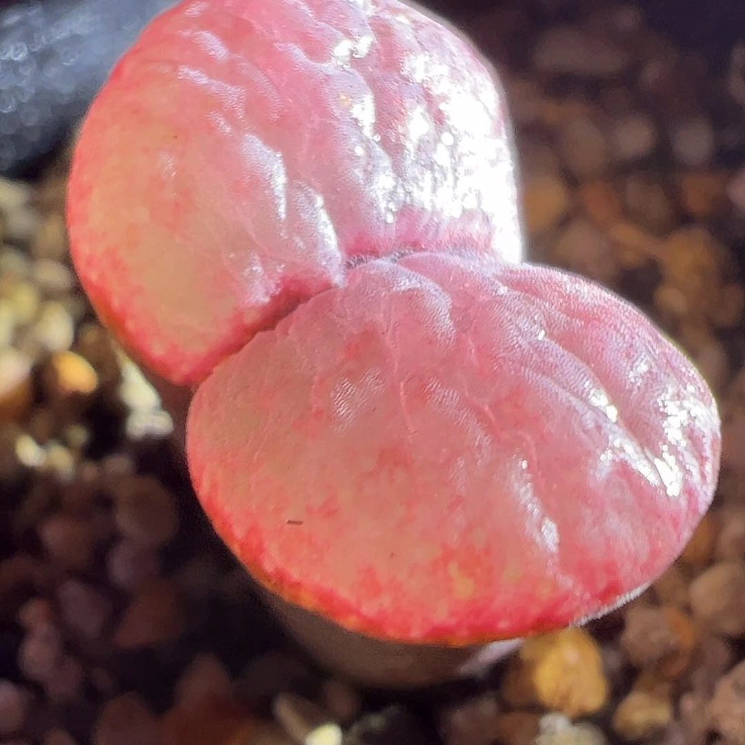 黑紫体粉窗。