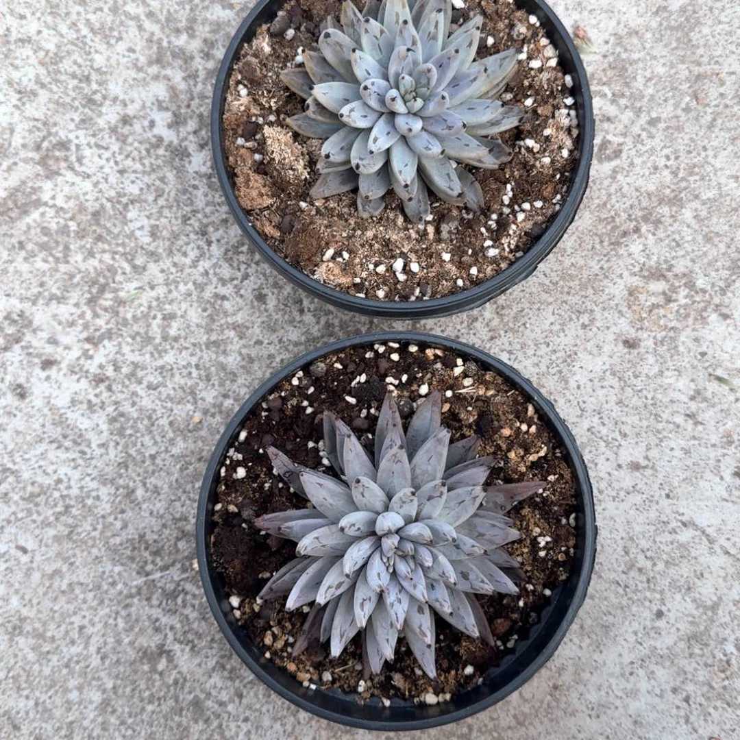 魔抓多肉专拍链接