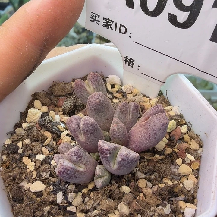 091。满38包邮肉锥