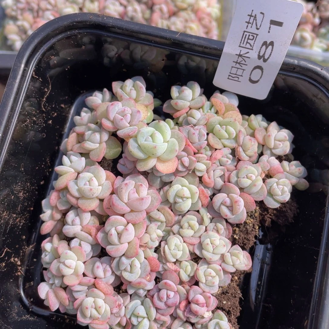 多肉植物多肉植物81