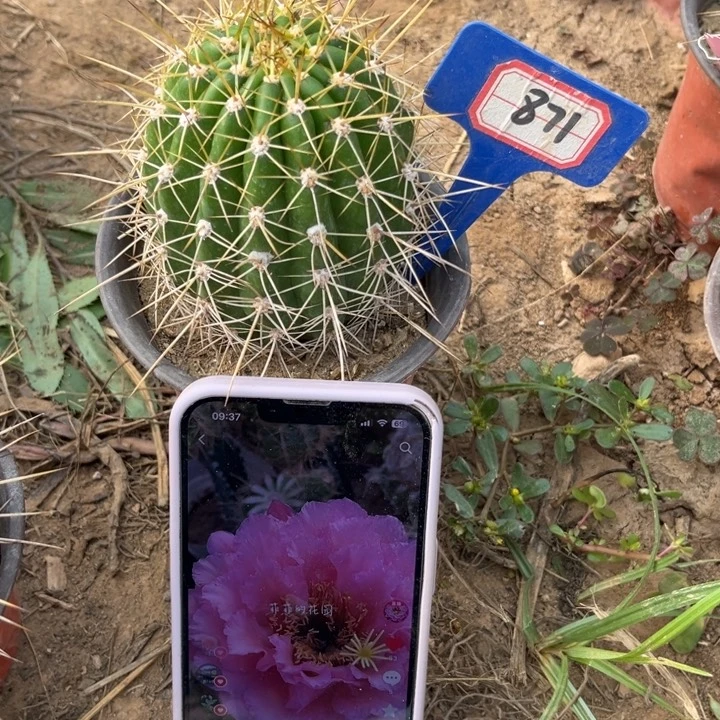 871，毛花柱粉黛。。。。