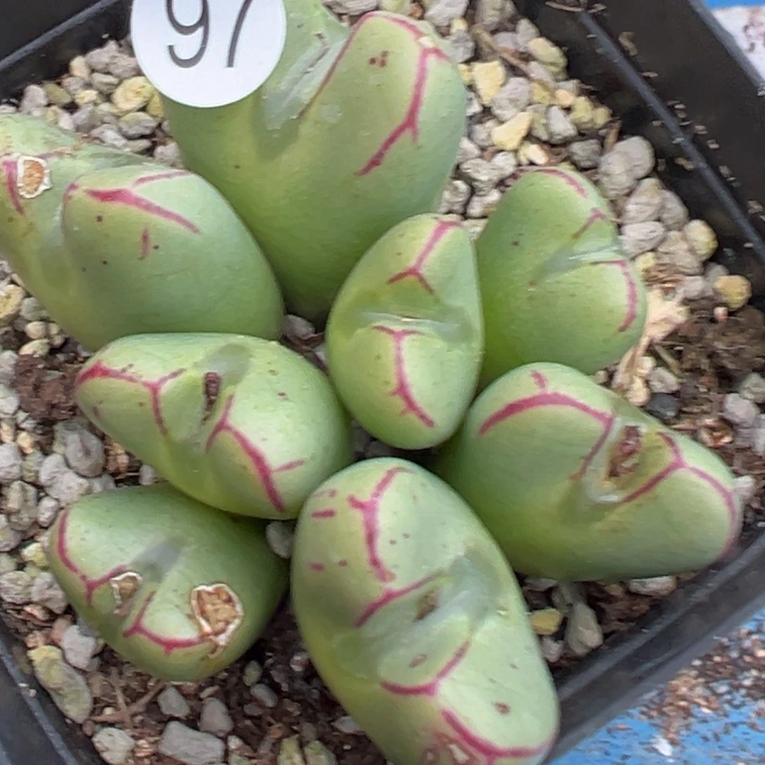 多肉植物111111111111111