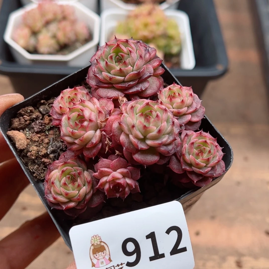 多肉植物多肉植物