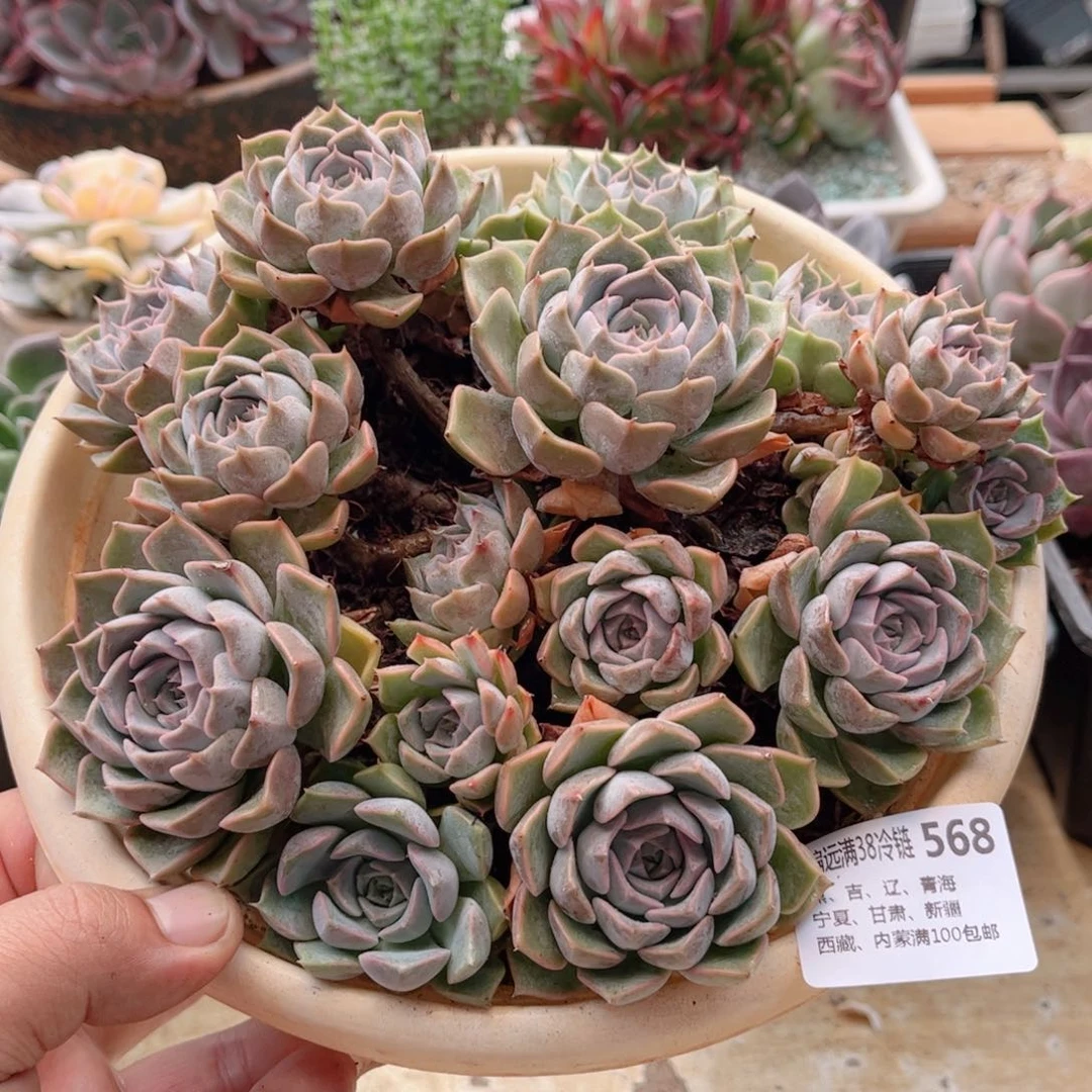 568德版菲欧娜德华多肉