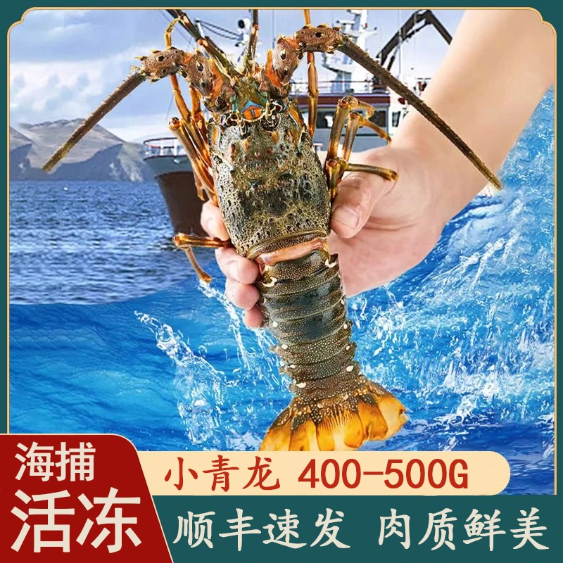 【活冻龙虾】超肥小青龙虾急冻活冻冰鲜肉肥好吃锁鲜冷冻海鲜龙虾