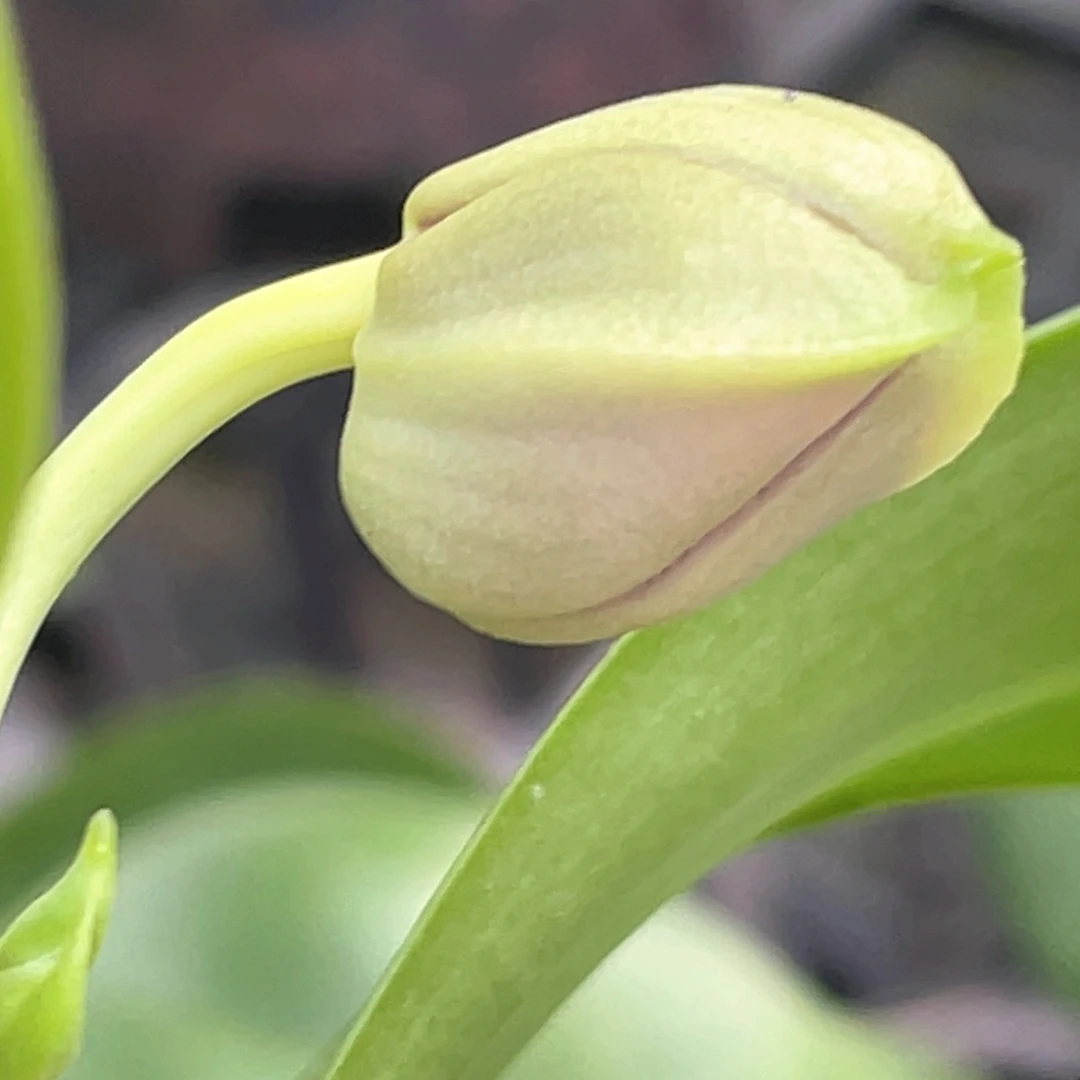 当前无花栽培后可以开花