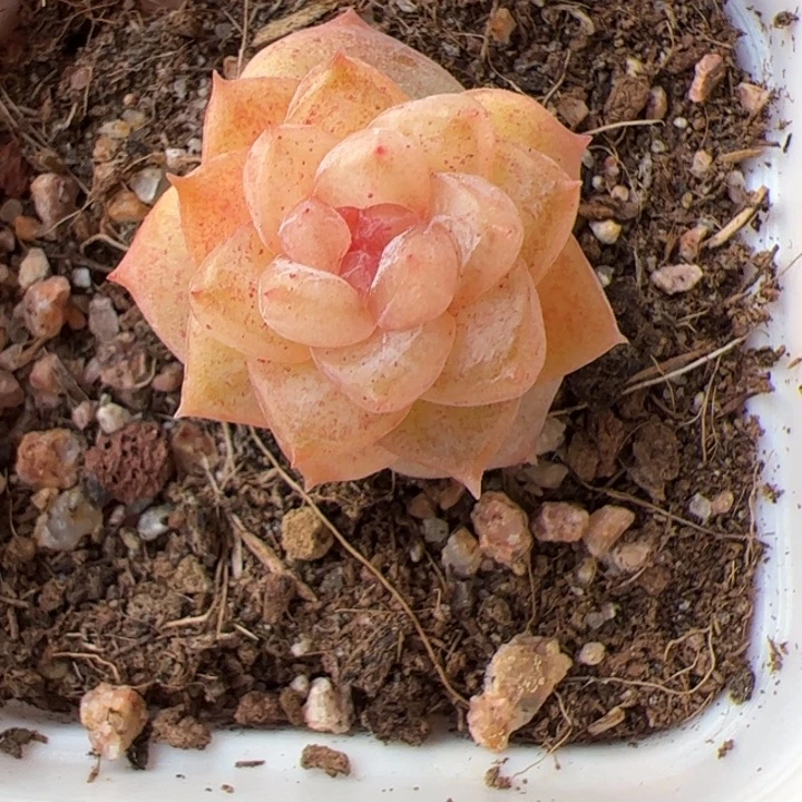 一物一拍精品糖心，尺寸不大介意勿拍