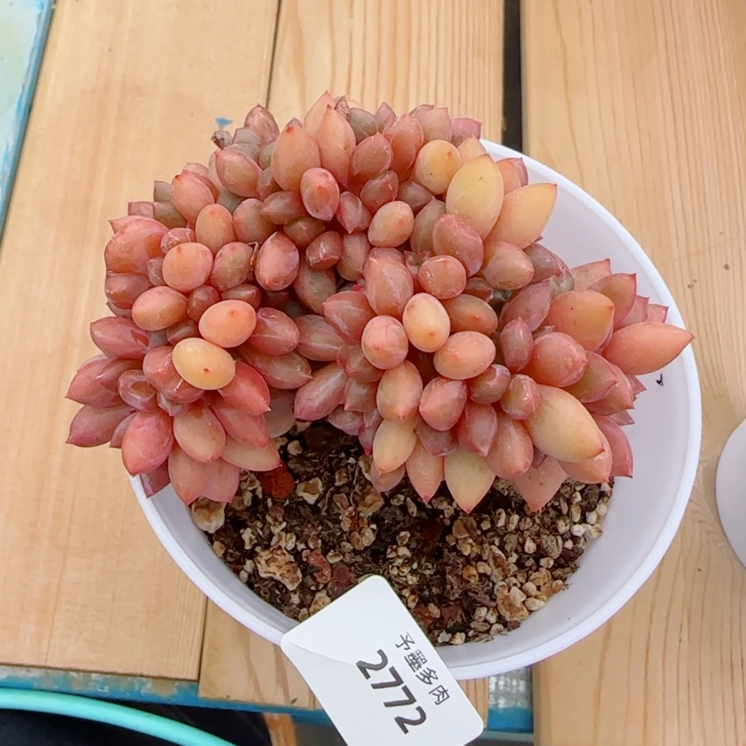 桃花源缀化,2772多肉植物