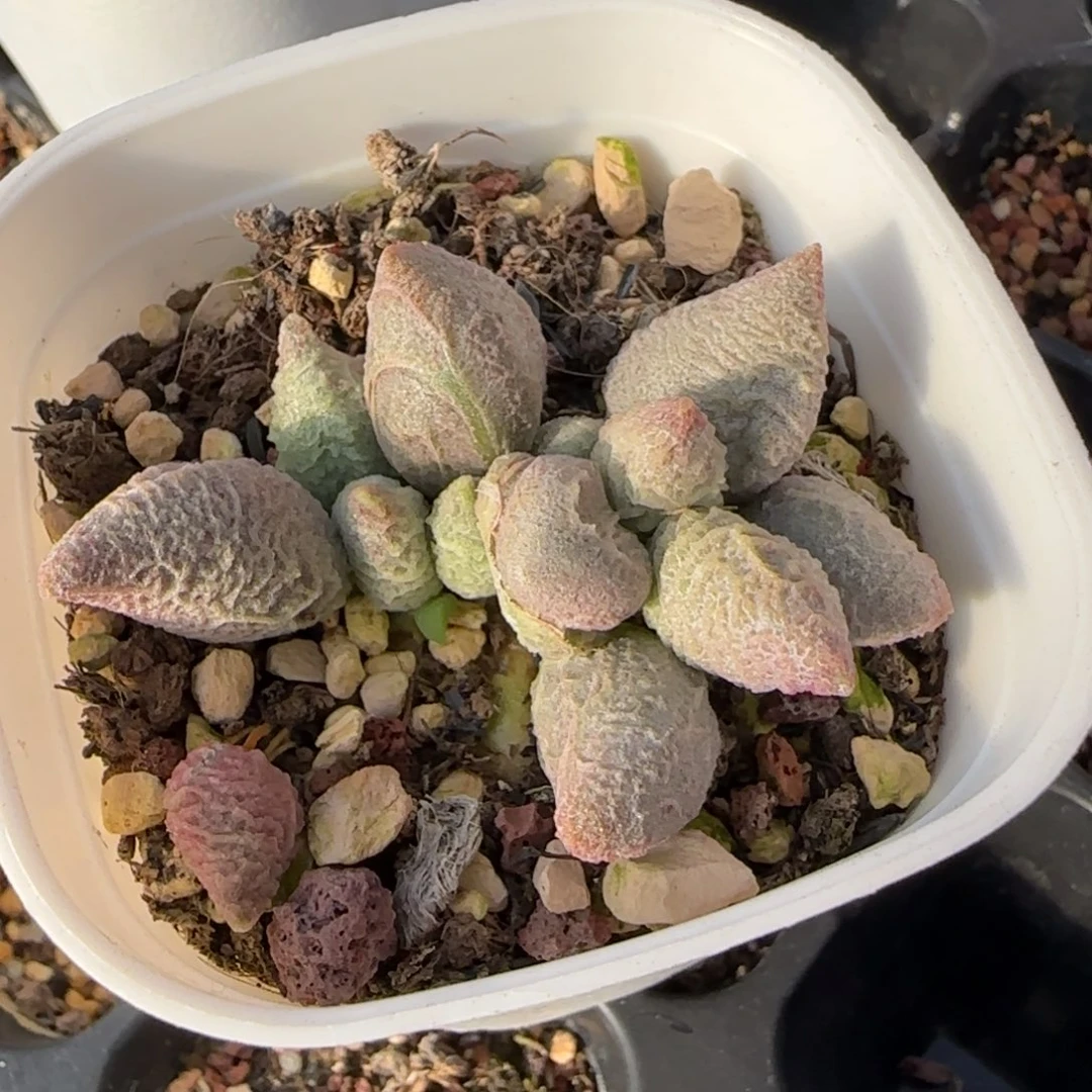 倒刺冰淇淋水泡多肉