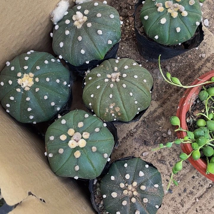 大南瓜3.8带盆土发