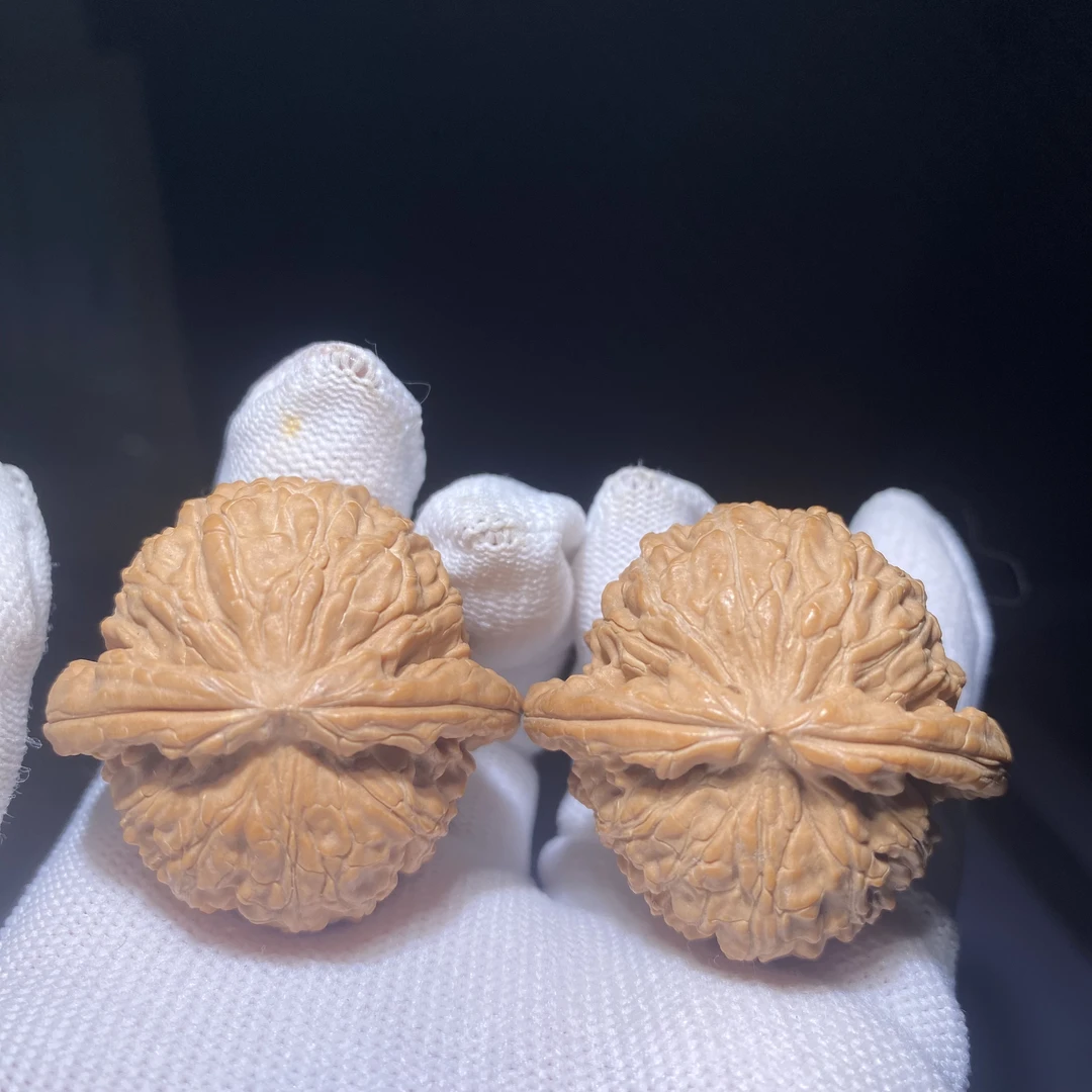 J28号白狮子闷白球白边39肚36高32