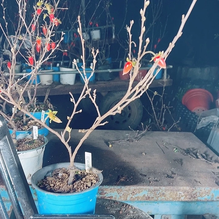 ****W无花朵哈哈哈哈哈哈哈