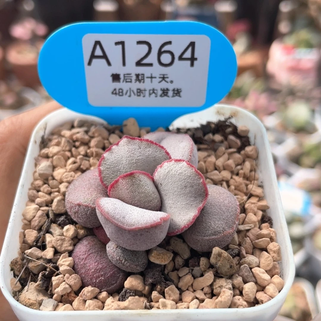 圆叶爱莎公主。  1264。