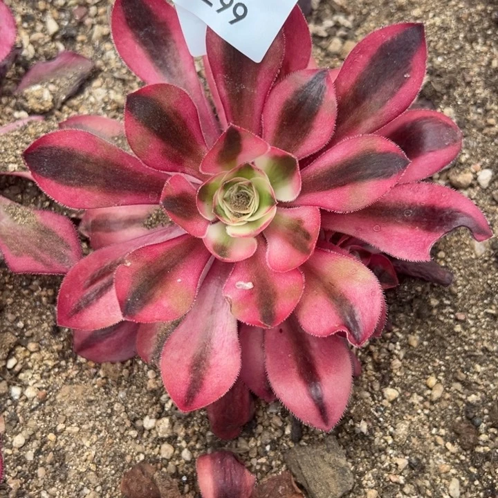 爱丽丝锦小单头多肉植物299