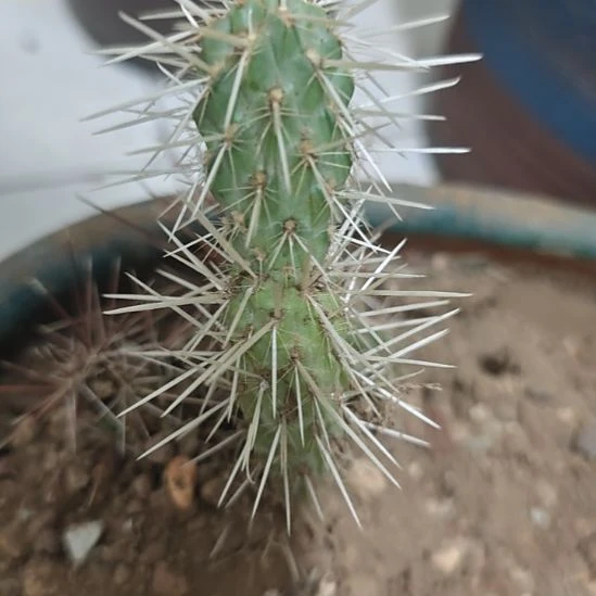 一物一拍。双头！！！