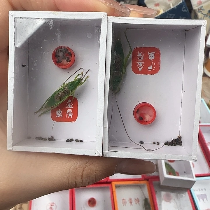 蟋蟀橙杆片蟋一只