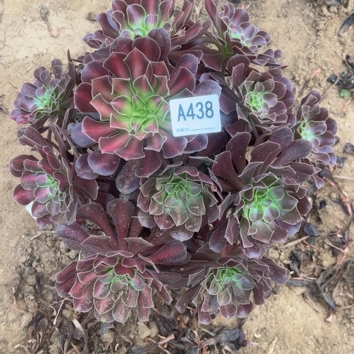 花娜多肉植物438.