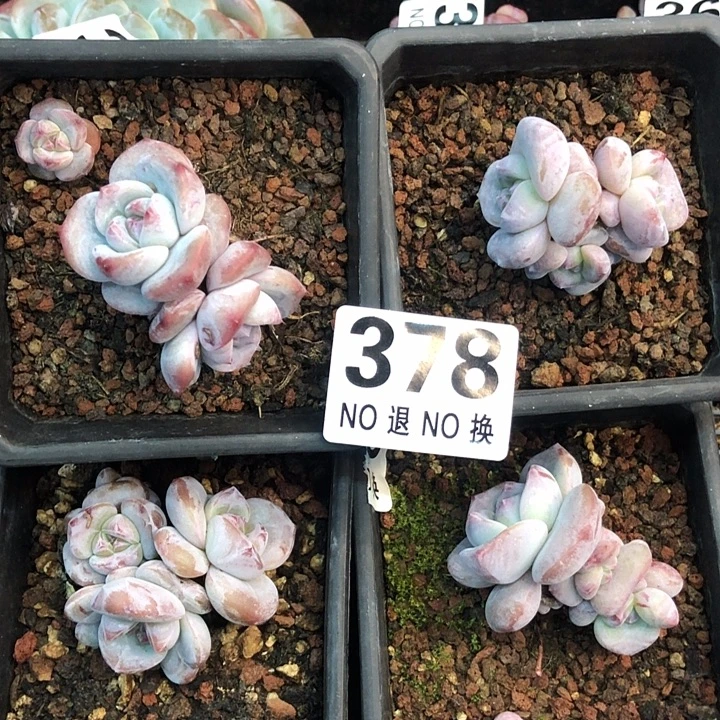 星影石榴籽福利出咯 378