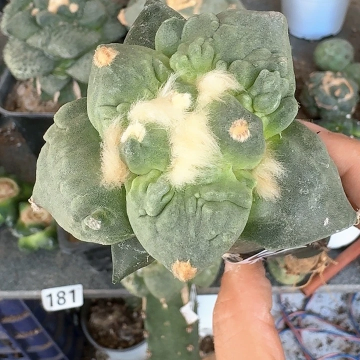 【闪购商品】无花朵一***。大尤怒涛240