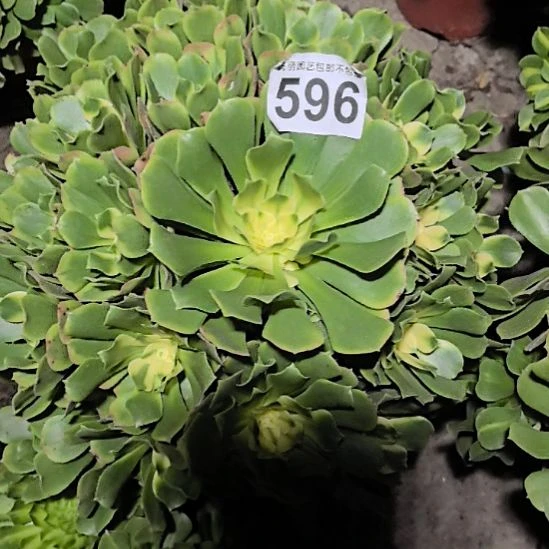 596悉尼亚法师3-11