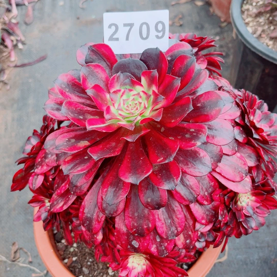 火焰精灵多肉发货