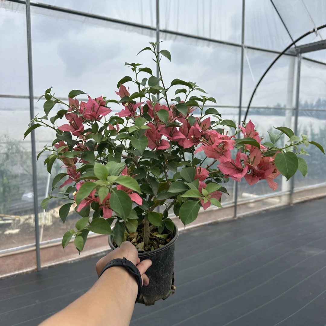 【布里扎】三角梅带花盆栽勤花推荐可高飘可造型原盆原土有根系